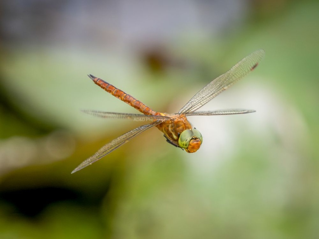 Colin Lamb - Norfolk Hawker Dragonfly