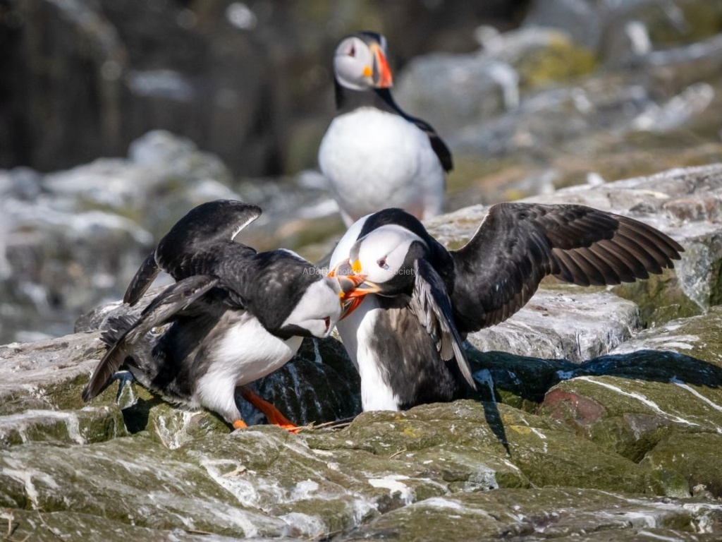 Colin Lamb - Puffin Punch-up