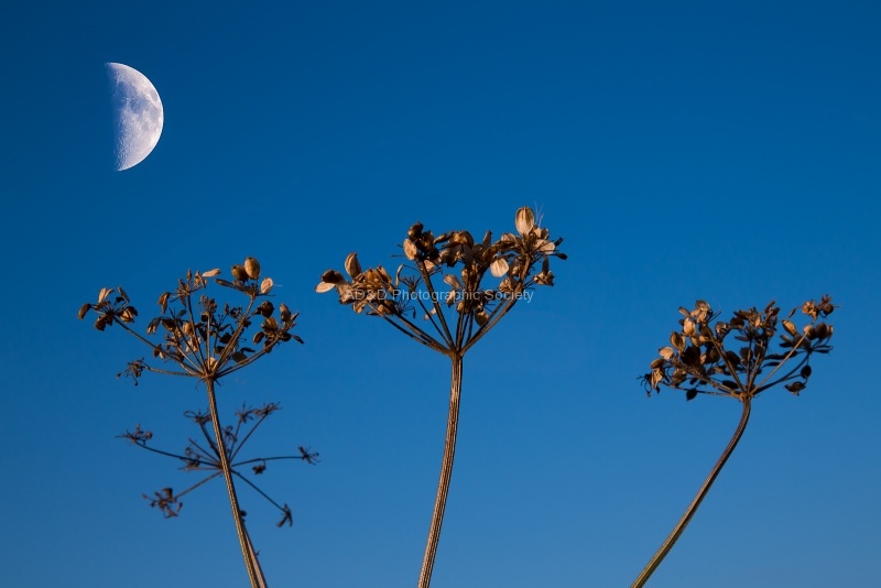 Hogweed and the Moon.jpg