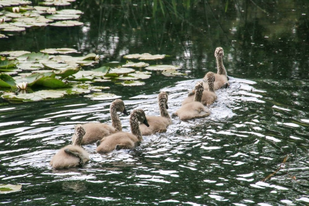 Daphne Lever - Cygnets