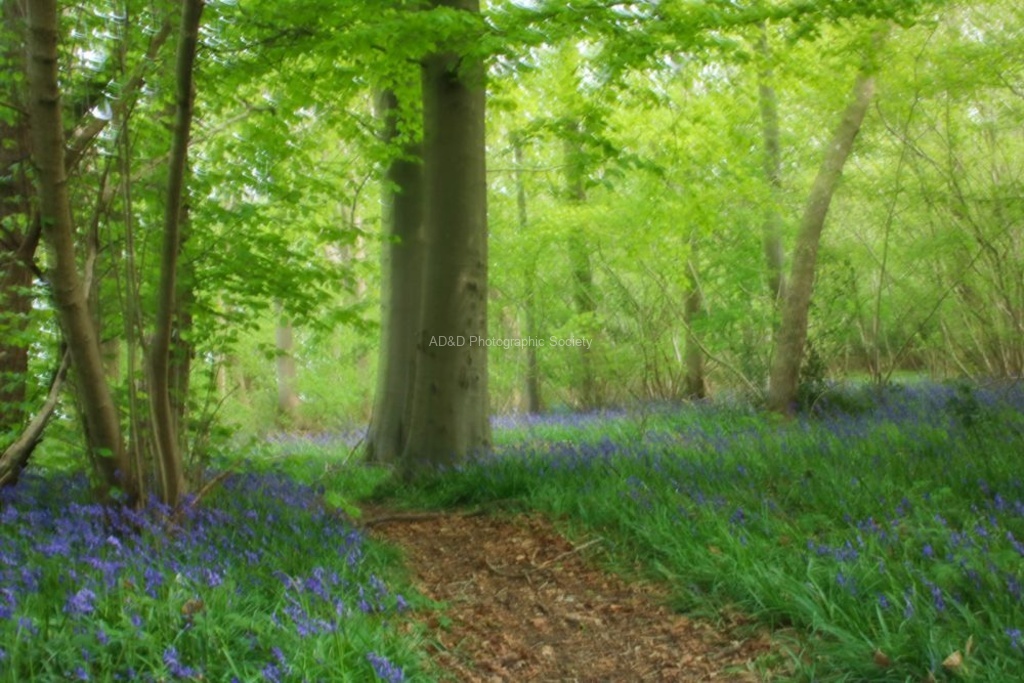 Daphne Lever - Worton Woods Bluebells