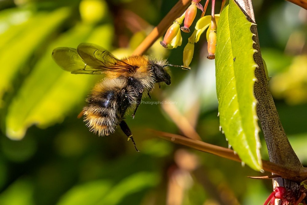 Jim Muller - Busy Bee
