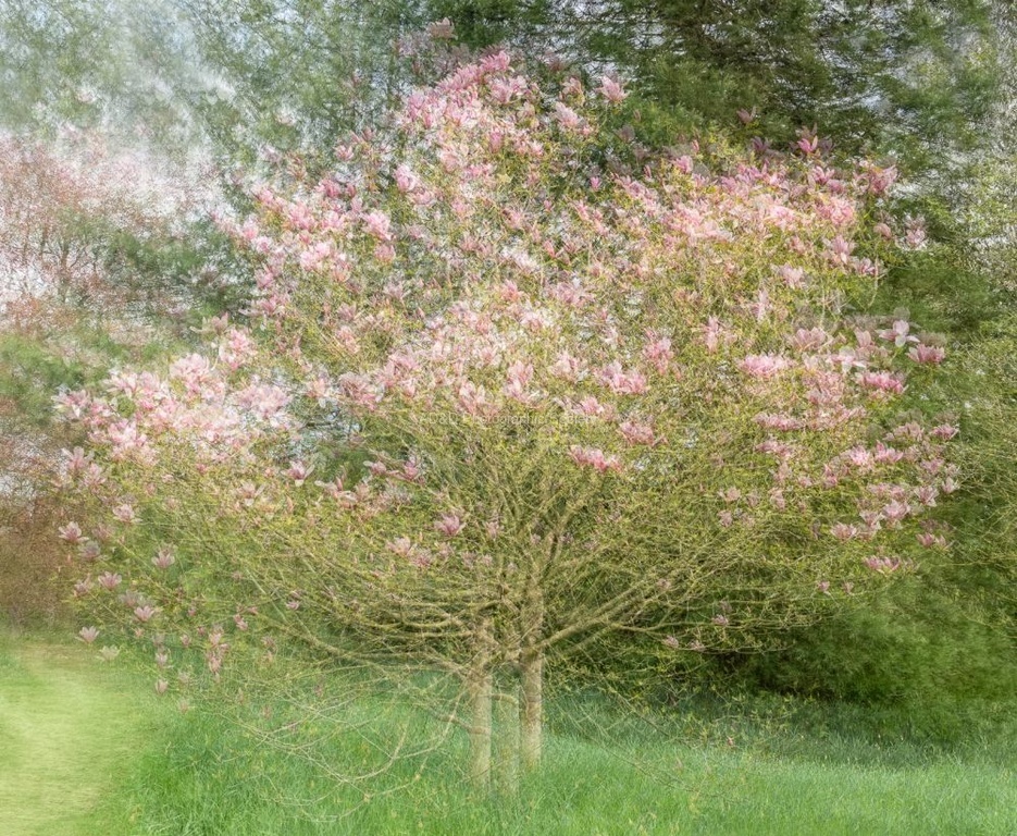 Kim Benson - Magnolia Multiplied