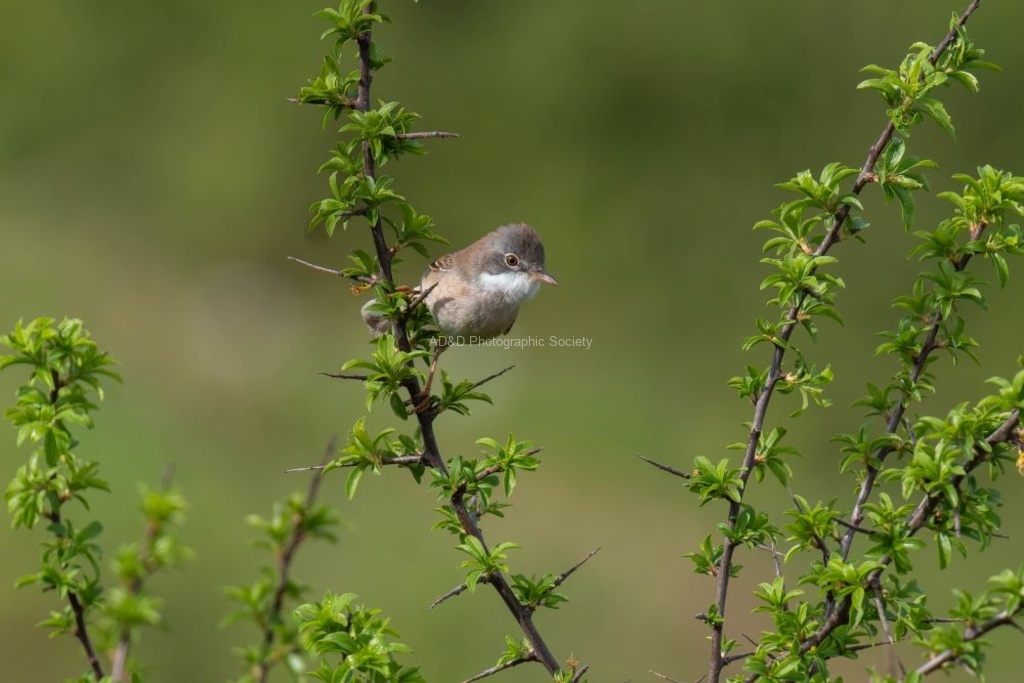Lindsey Smith - Whitethroat on Blackthorn
