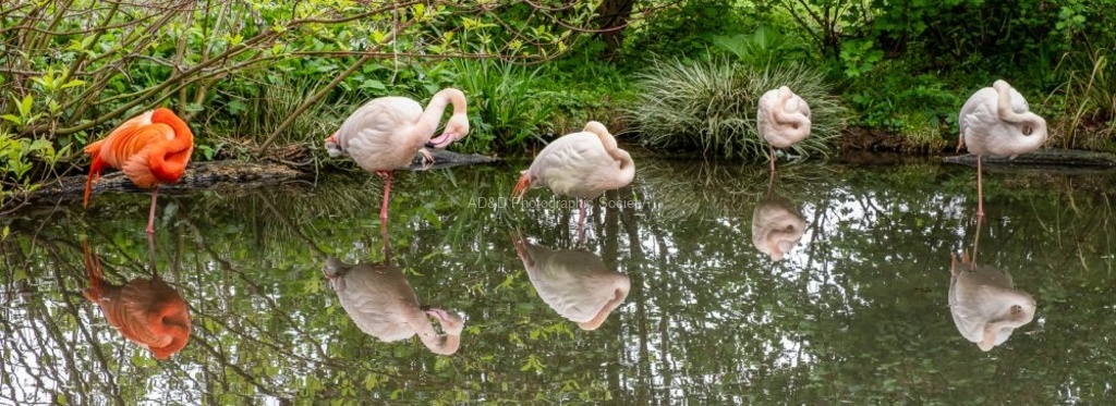 Martyn Pearse - Five Flamingoes