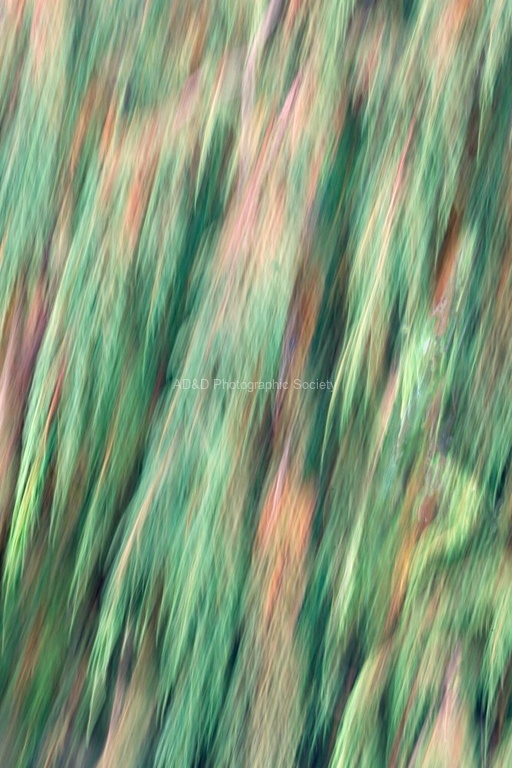 Paul Brewerton - Kashmir Spruce
