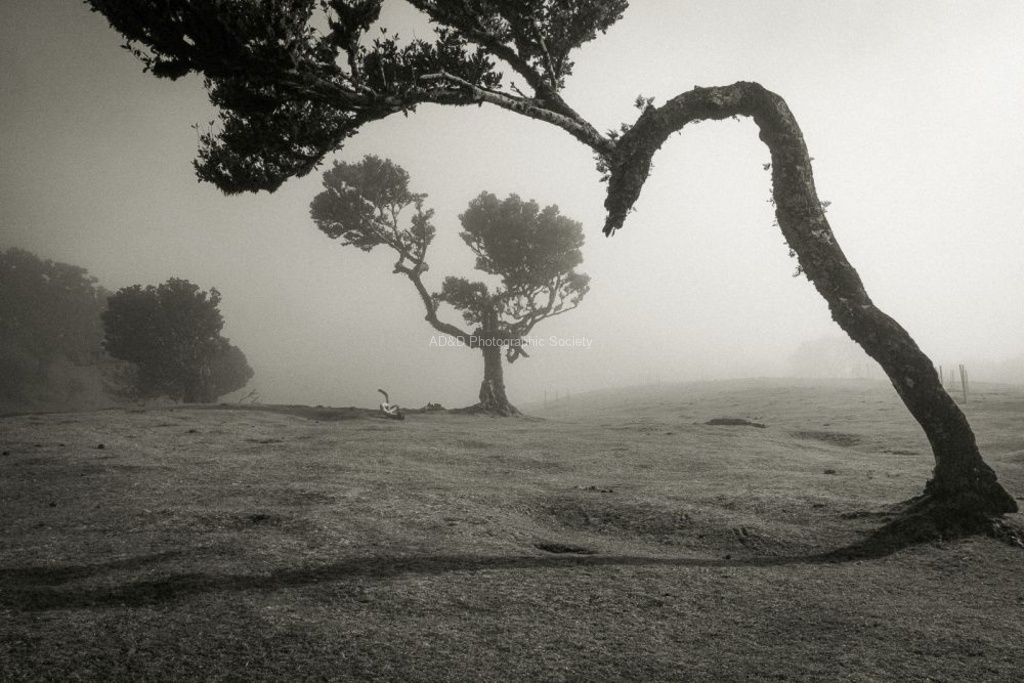 Paul Whitehead - Fenal Ancient Forest, Madeira