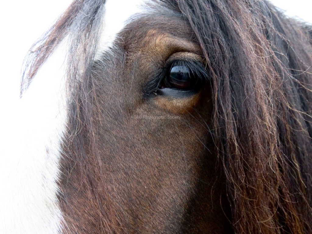 Tim Goss - Horse Eye