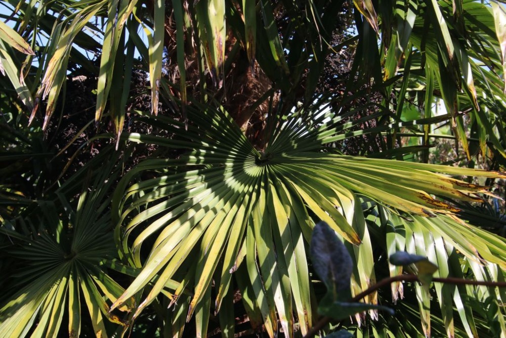 Daphne Lever - Palm Shadows #2