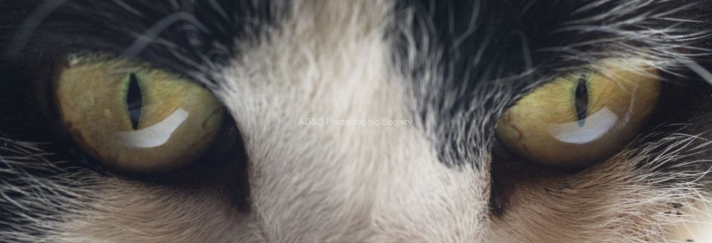 Alan Davies - Cats eyes