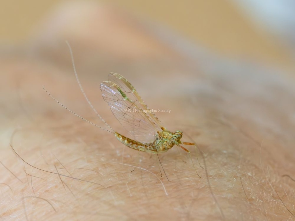 Colin Lamb - Pond olive mayfly