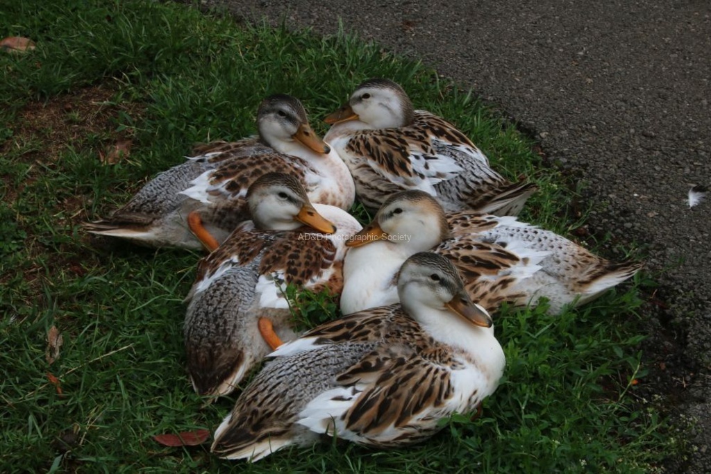 Daphne Lever - Duck huddle