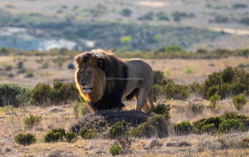 Neil Grantham - Prowling Lion