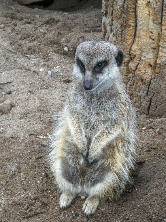 Nicky Westwood - Meerkat on sentry duty! Stockholm