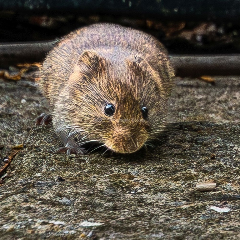 Richard Broadbant - Vole