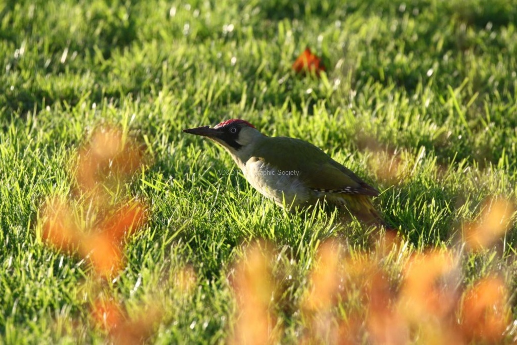 Tim Haymes - Green Woodpecker