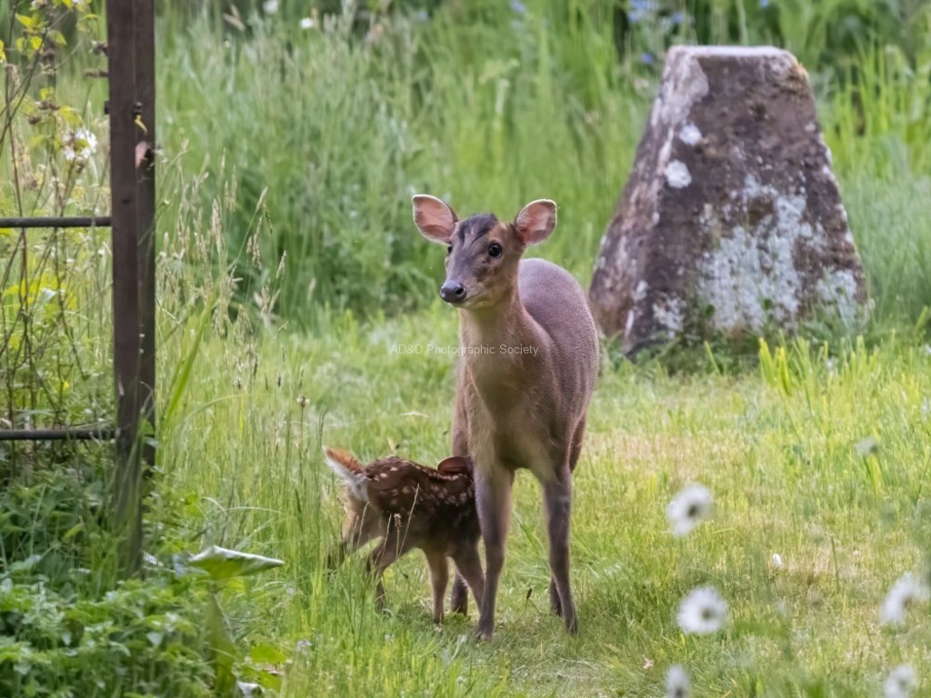 Colin Lamb - Muntjac and faun