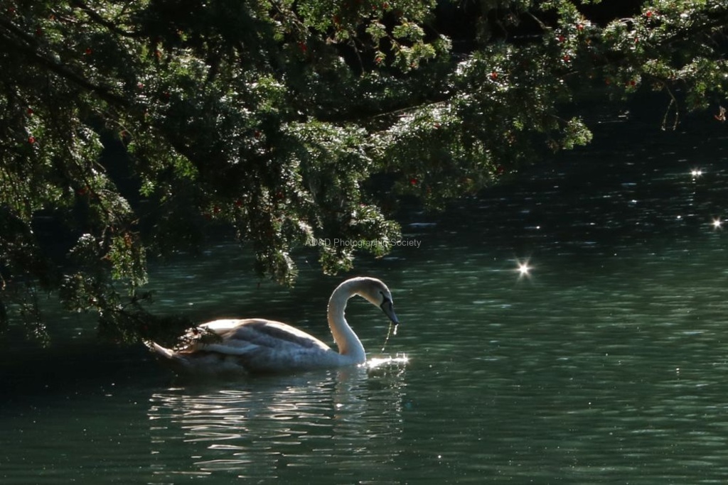 Daphne Lever - Cygnet with a sparkle