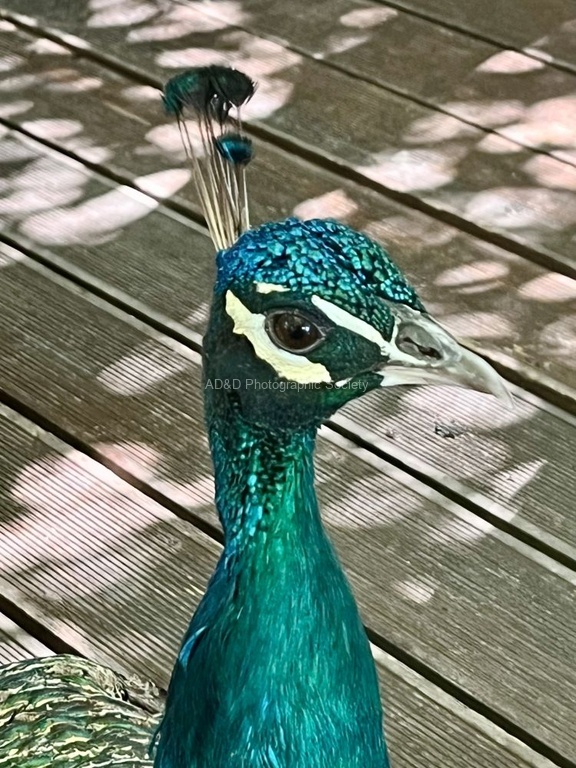 Maureen Robinson - Peacock Poe
