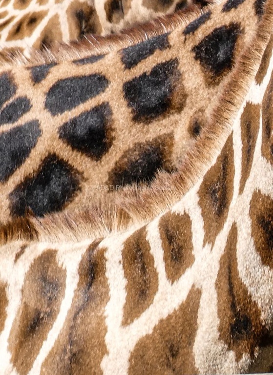 Miggy Wild - Animals No 2