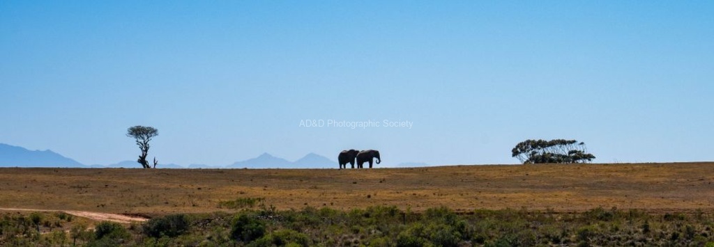Neil Grantham - Elephants