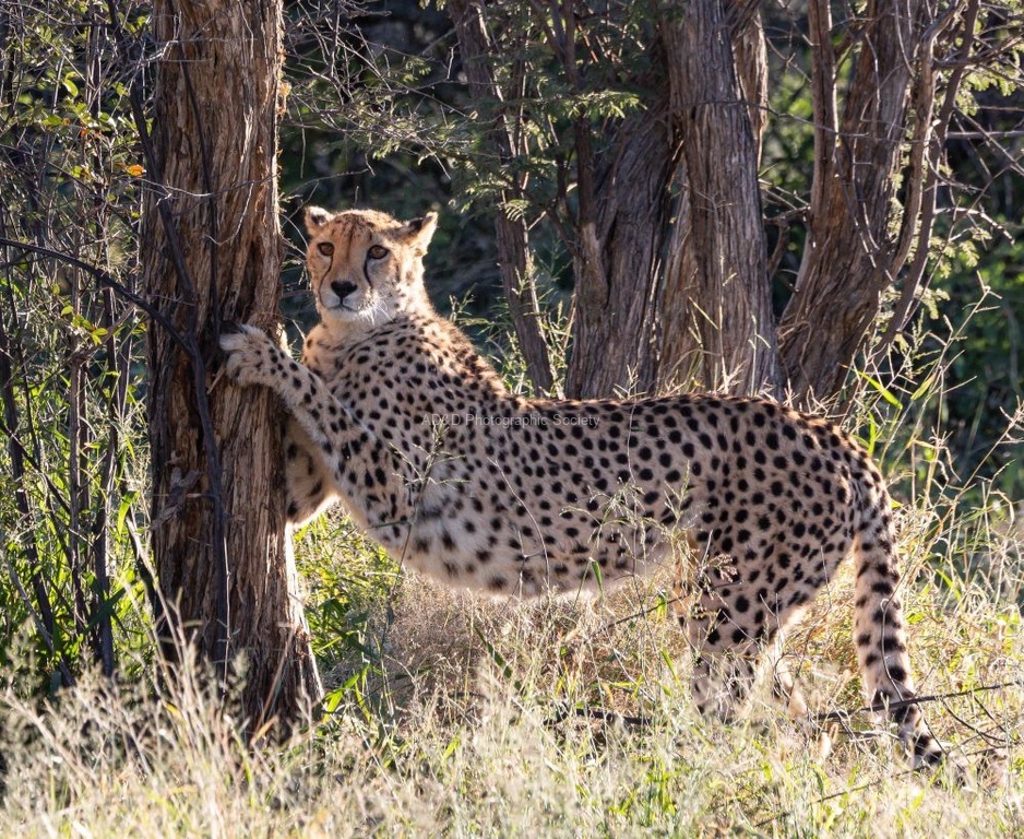 Nick Hardwick - Cheetah