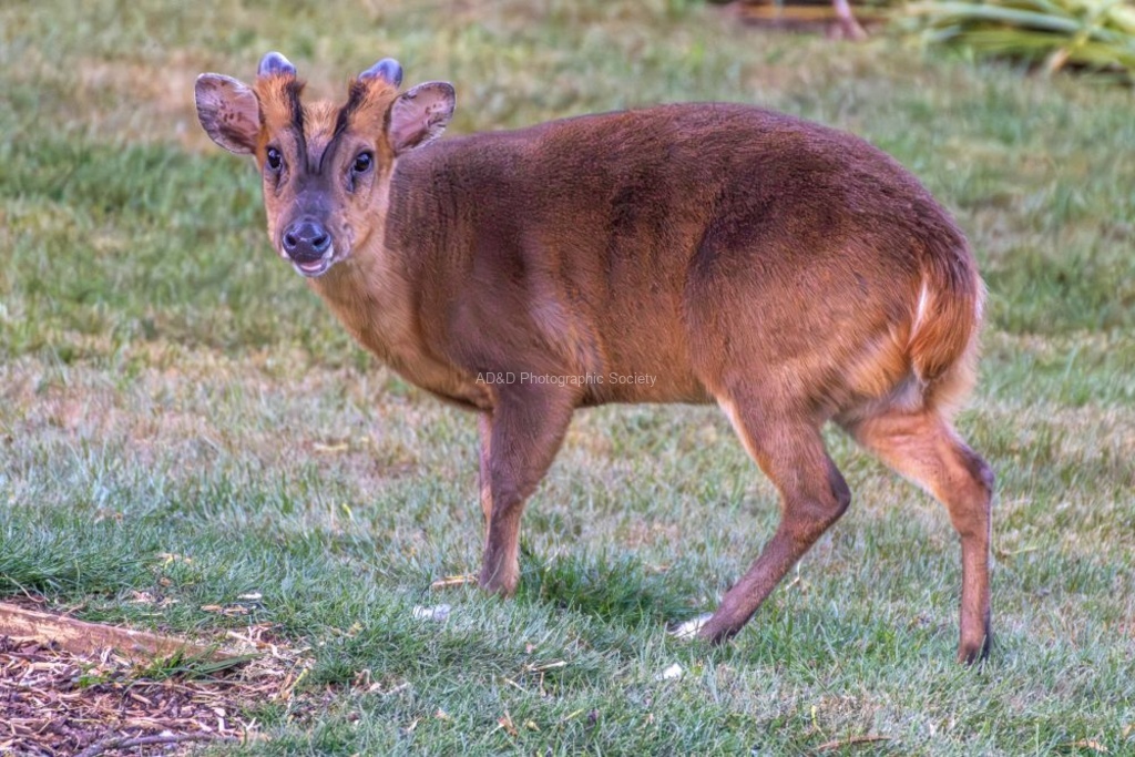 Nicky Westwood - Male muntjac at dusk,Adderbury