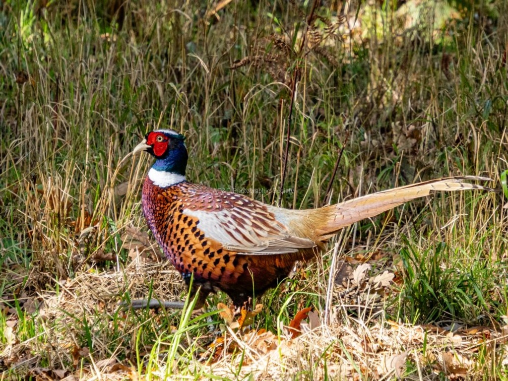 Richard Broadbent - Pheasant