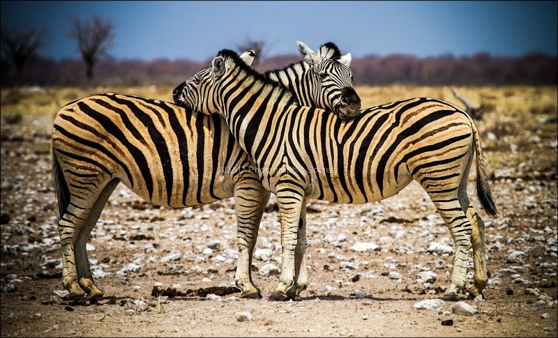 zebra x 2.jpeg