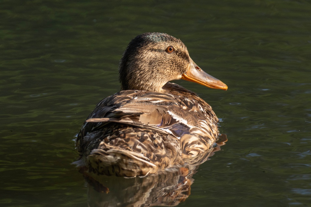 Lindsey Smith - Female Mallard