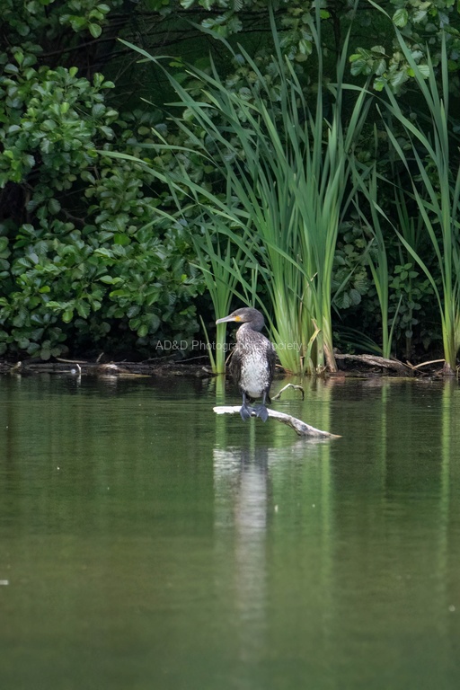 Lindsey Smith - Immature Cormorant