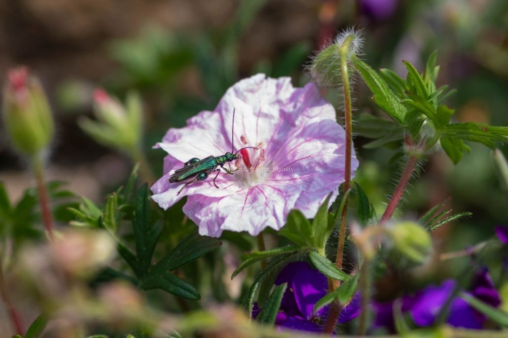 False oil beetle or Swollen-thighed beetle - Lindsey Smith