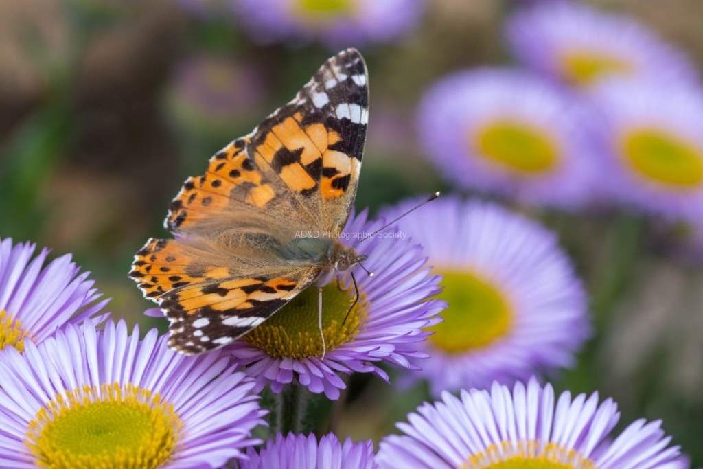Painted Lady butterfly - Lindsey Smith (2)