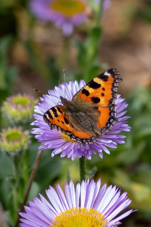 Small Tortoiseshell butterfly - Lindsey Smith