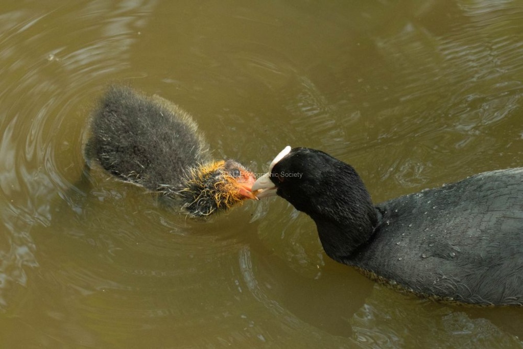 Coot chick being fed - Lindsey Smith