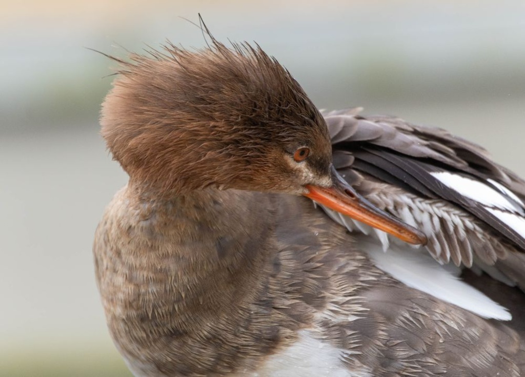 Female Red-breasted Merganser - Lindsey Smith