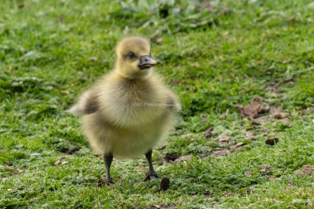 Greylag gosling - Lindsey Smith