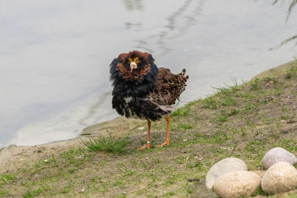 Male Ruff - Lindsey Smith