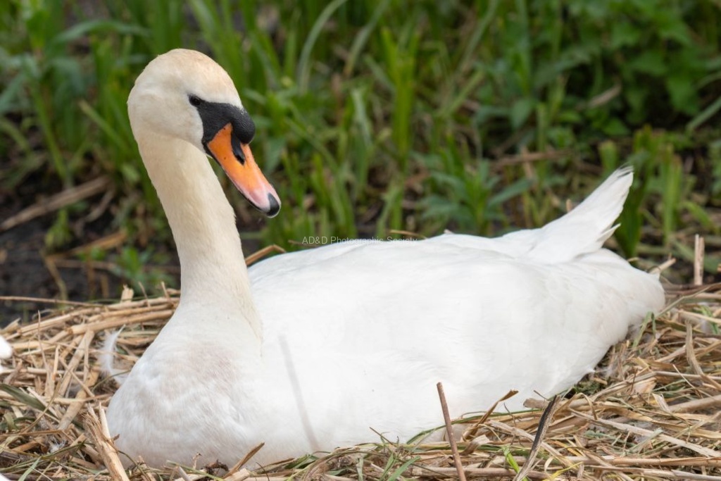 Mute Swan - Lindsey Smith