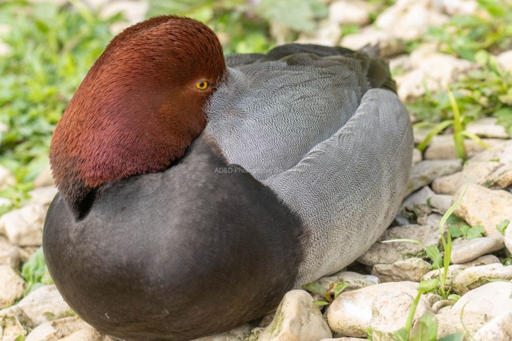 Redhead duck - Lindsey Smith