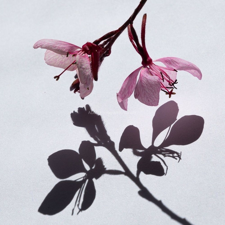 Nick Hardwick - Gaura shadow