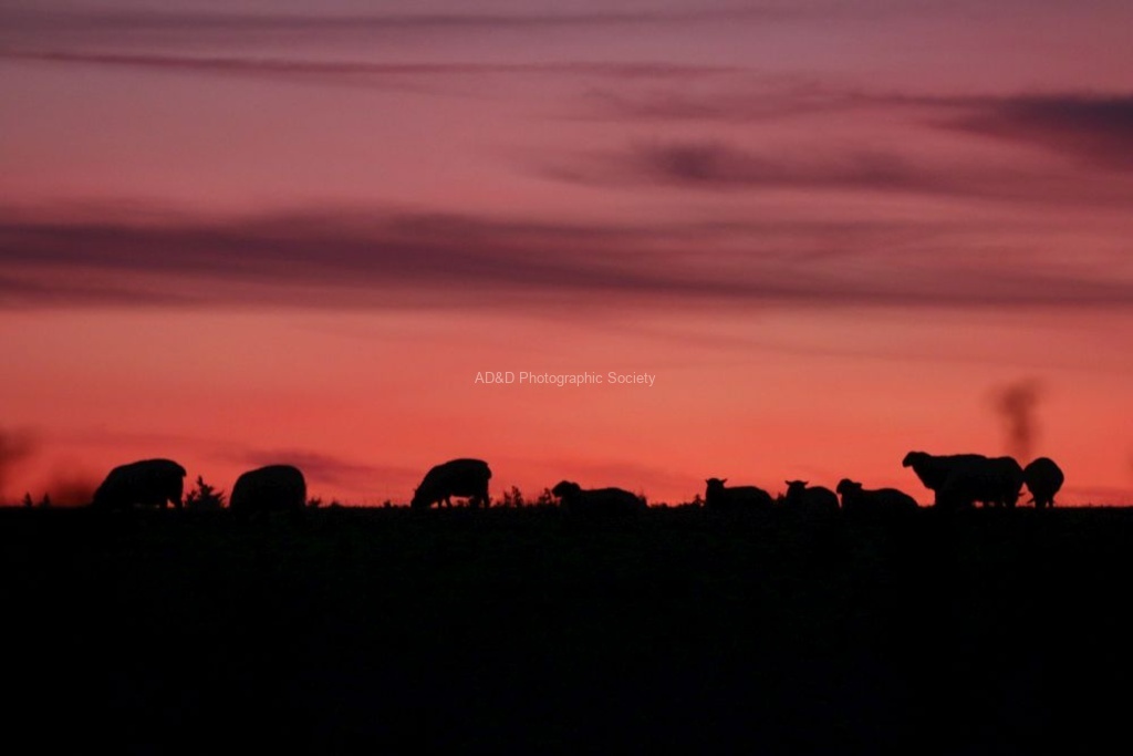 Tim Haymes - Sheep in Shadow