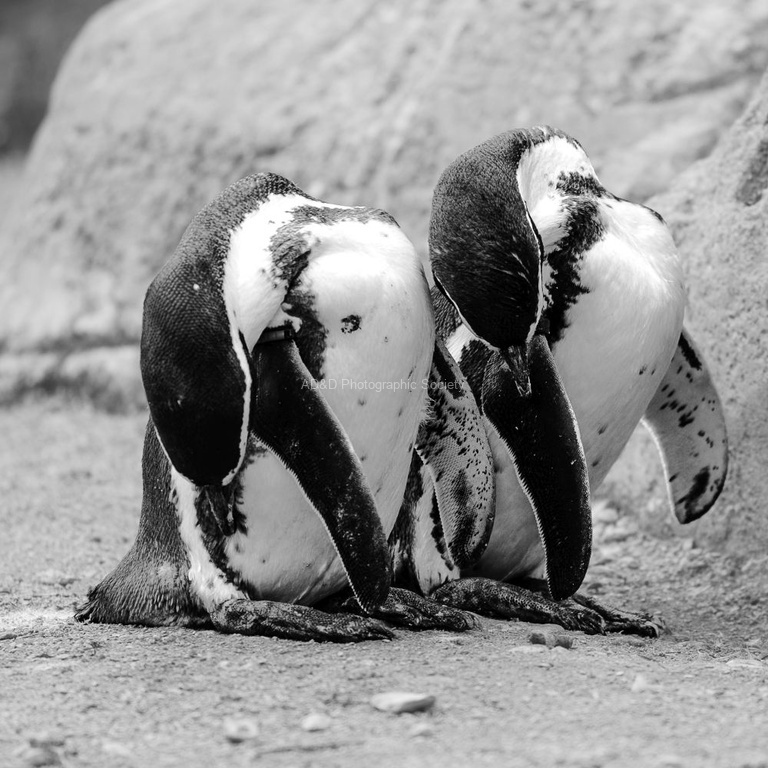 Nick Hardwick - Synchro Penguins