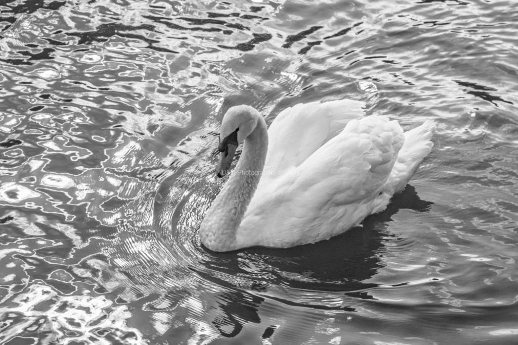 Nicky Westwood - A swan with sun reflections on the River Avon