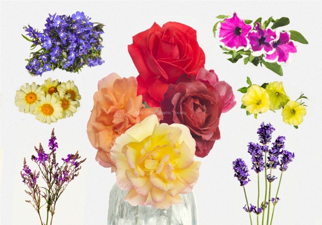 Alan Davies - Summer Roses
