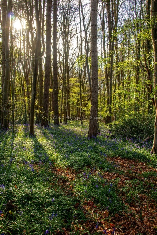 Anne Hunsley - Spring at Stoke Wood