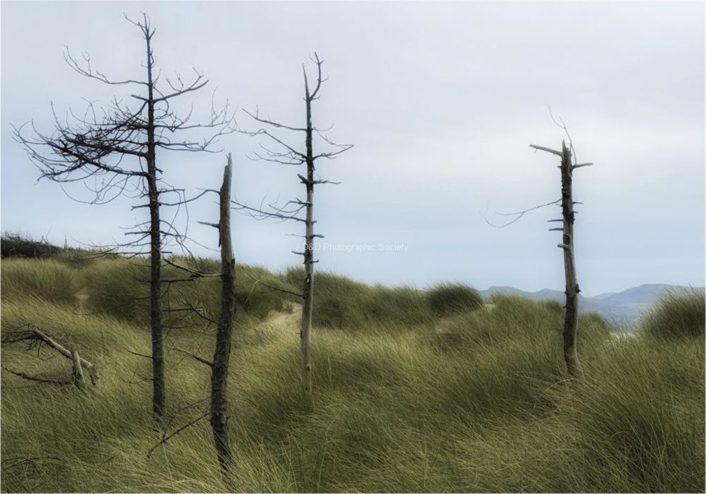 Bob Bracher - Trees of The Dunes
