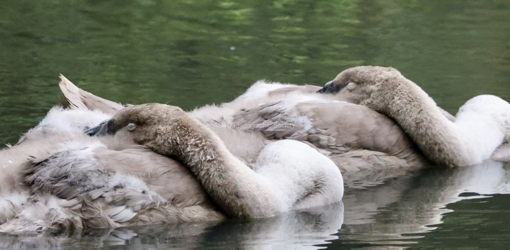 Chris Dean - Synchronised Snoozing Swans