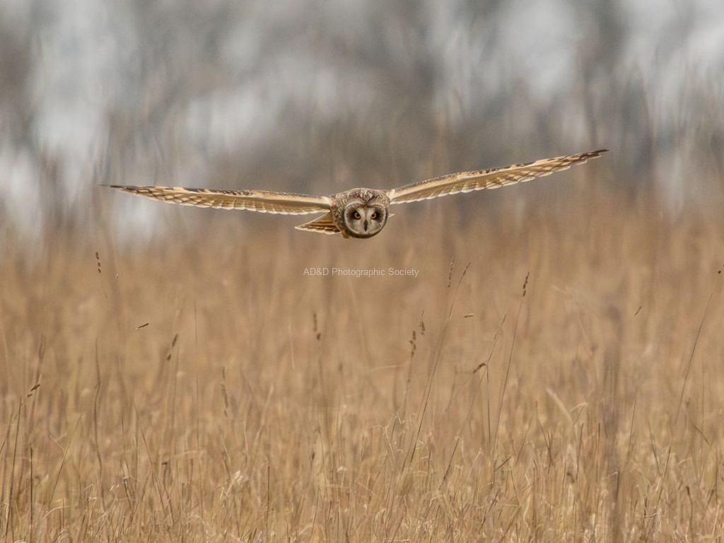 Colin Lamb - Short Eared Owl