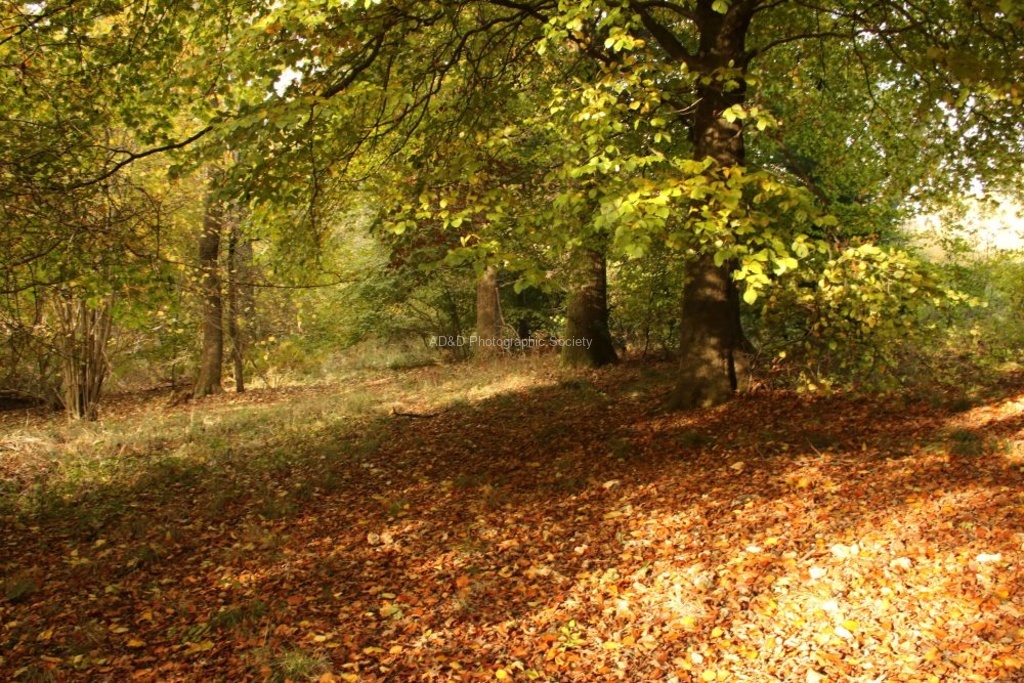Daphne Lever - Shades of Autumn